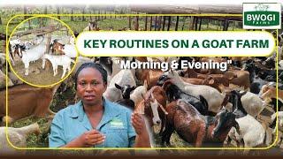 EVENING KEY ROUTINES ON A GOAT FARM (Part B)