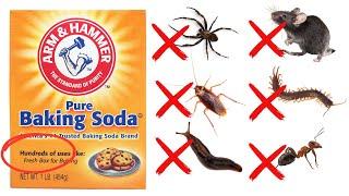 How To Use Baking Soda To Get Rid Of Roaches, Ants, Spiders, Mice, Bedbugs (30 Different Pest)