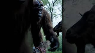 Rocky capybara and Bigfoot collab vlog️ #capybara #bigfoot #vlog