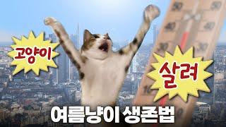 고양이 있는 집 에어컨 온도 딱 정해드립니다! 여름철 온도·습도·질병