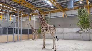 Ronnie and Arrow arrive at Edinburgh Zoo | Edinburgh Zoo