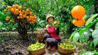 Full Video: Harvesting orange Goes To Market Sell | Harvest, Farm, Cooking | Tieu Lien