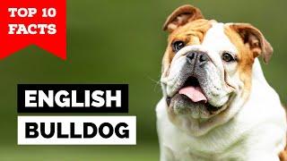 English Bulldog - Top 10 Facts