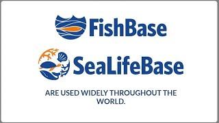 What are FishBase and SeaLifeBase?