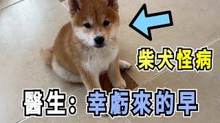 柴犬得怪病，身體抽搐和眼睛睜不開，醫生：幸虧你來的早！Shiba Inu suffers from strange disease, body convulsions