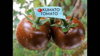 My Kumato Tomato