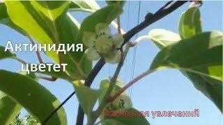 АКТИНИДИЯ ЦВЕТЕТ ЭТО НУЖНО ВИДЕТЬ . Vselennaya uvlecheniy