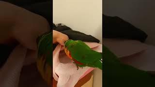 What‘s that sound?Flute?/Rainbow lorikeet Lucky