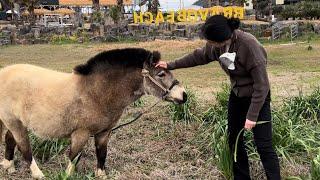 [제주일기 1] 오랜만에 오른 비행기와 제주도 풍경 그리고 귀여운 망아지와의 만남