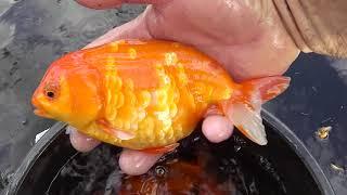 sakura ranchu gold fish