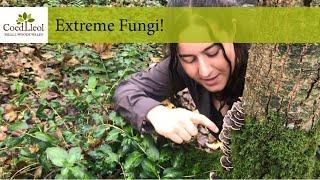 Extreme Fungi! | Coed Lleol (Small Woods Wales)