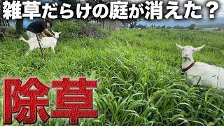 【庭のお悩み解決】雑草だらけの庭に腹ペコのヤギを放った結果…【512日目】