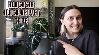 How To Care for Alocasia Black Velvet 