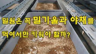 [곤충농장창업] 8화. 밀웜은 무엇을 먹여 키워야 할까?