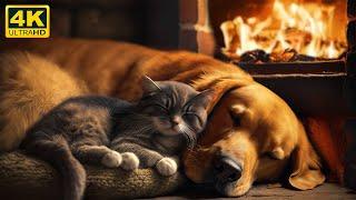 The Purring Cat and a Crackling Fireplace for Relax 4K  Purr Sounds for Deep Sleep and NO Insomnia