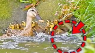 Clever mother duck puts her ducklings to sleep on safe land. After the crisis.