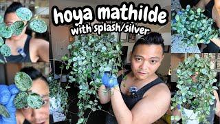 cutting up my hoya mathilde with splash/silver | wax plant wednesday | hoya propagation