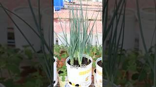 Container garden- Growing Green onion from seed to harvest  #v87garden #gardening #onion