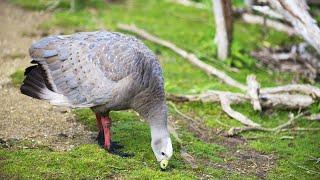 Melbourne - Churchill Island