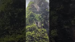 Natural Life  #tree #usa #turkey #africa   #europe #canada #doğa   #world  #shorts #asia #hiking