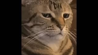 Wise Cat #fyp