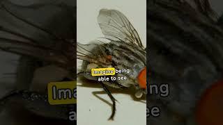 Fun facts about Flies #funfacts #funfactshorts #funfactsdaily #flies