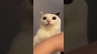 Cat bites his owner and then realizes what he’s done 