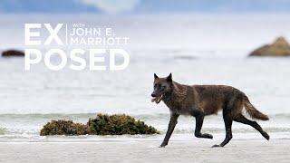 A Wildlife Photography Expedition in Search of the Elusive Sea Wolf!