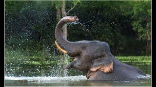 Elephant bath in the Oya river | Huge elephant bathing at the Minneriya national park !