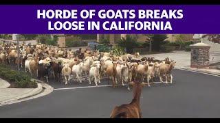 Horde of goats broke free and roamed the streets in San Jose, California