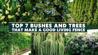 Top 7 Bushes and Trees that Make a Good Living Fence 