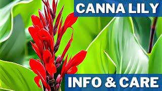 Canna Lily Info And Care | How to Grow Canna Lilies | How To Grow And Care Cannas!