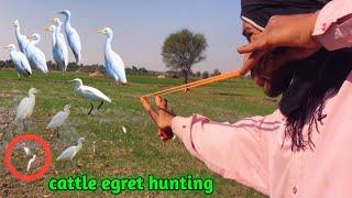 cattle egret Handmade slingshot hunting with amazing shots!