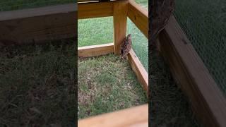 Pasture raised #quail #quailfarming #quailhutch