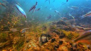 Работа Прикормки на Течении. Подводный Фидер на реке Днепр / Underwater Feeder Fishing