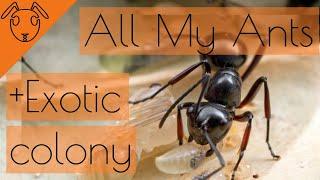 All My Ants Update! +Exotic Ants Unboxing