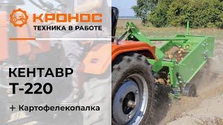 Обзор: Мини-трактор Кентавр Т-220 (Toyokawa) с картофелекопалкой Kerland в работе