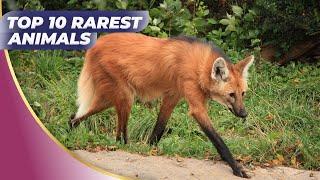 Top 10 Rarest Animal Species In The Wild | World Animals Hub