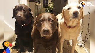 Senior Dog’s Whole Family Helps Cart Her Around - REMY | The Dodo