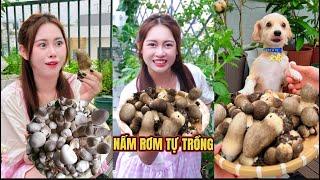 Tự Trồng Nấm Rơm Siêu To Khổng Lồ