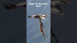 Eagle VS Mountain Goat #shortsvideo #wildlife