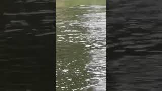 Рыбалка на жереха #лето #рыбалка #fishing #спиннинг  #жерех #спиннингист