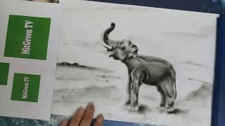 How to Draw an Elephant | Pencil Art | MitGreen TV