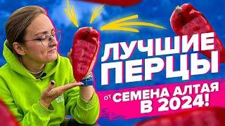 ОЧЕНЬ УРОЖАЙНЫЕ ПЕРЦЫ ОТ СЕМЕНА АЛТАЯ! Обзор 2024