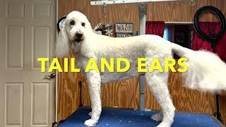 How to Trim Fluffy Dog Ears and Tail | Easy Grooming Method for a Balanced Look