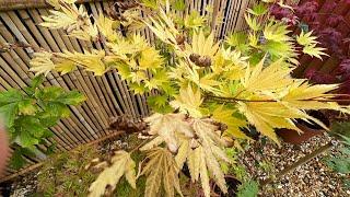 Japanese Maples understanding what causes leaf damage