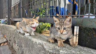 The adult cat gets angry and hissing at the little cat that approaches him.