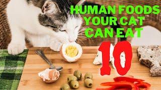 10 Human Foods Your Cat Can Eat 2021