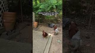 Chickens hanging out with a kitten sleeping by the shed