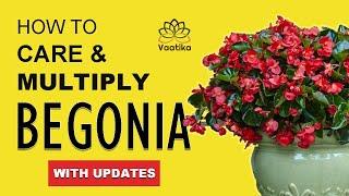 How to Care & Grow Begonia plant | Begonia Plant Care | Begonia Plant Multiplication